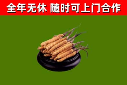 芙蓉区烟酒回收冬虫夏草.jpg