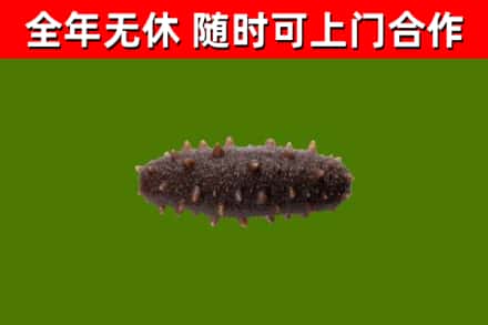 芙蓉区烟酒回收干海参.jpg